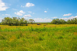 Fototapeta Sawanna - Herd of brown and black cows in a green grassy pasture below a blue cloudy sky in sunlight in spring