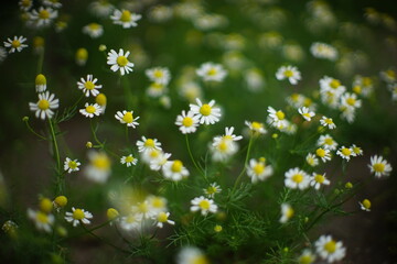 Canvas Print - Small white chamomile flowers in the summer garden, art soft focus