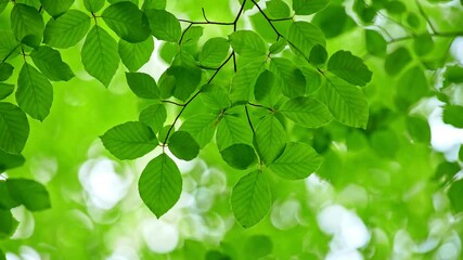 Aufkleber - Tree green foliage waving in the wind against beautiful green floral bokeh. Summer in forest. UHD
