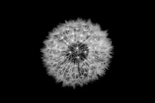 Dandelion Seeds Head On The Black Background