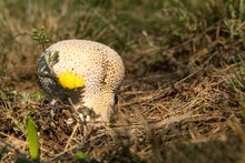 Common Puffball Mushroom - Lycoperdon Perlatum - Growing In Green Grass Moss Close Up. Edible Mushroom.