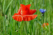 roslina o czerwonych kwiatach o nazwie mak polny rosnacy w poblizu drogi polnej w miejscowosci fasty na podlasiu w polsce