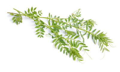 Poster - lentil plant or Lens culinaris or Lens esculenta. With flowers isolated.