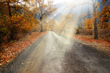 Wall Mural - Landscape image of dirt countryside dirt road with colorful autumn leaves and trees in forest of Mersin, Turkey