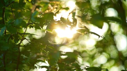Poster - Rich green leaves of a tree waving in wind. Beautiful roundish bokeh. Sun shining through. Abstract slow motion shot