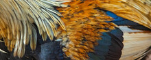 Closeup Of Beautiful Rooster Feathers Used To Make A Background