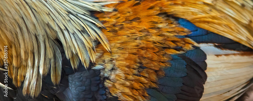 Fotografía Closeup of beautiful rooster feathers used to make a background