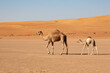 Mother camel cow with calf in Wahiba Sands desert of Oman