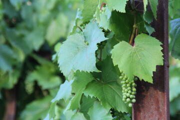 Wall Mural - leaves grapes plants natural village agricultural green