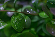 krople deszczu na zielonych liściach