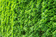 tuja hedge in juicy fresh green with interesting light effects