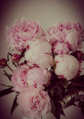 Sticker - a peony against a black background, vintage style with vignette