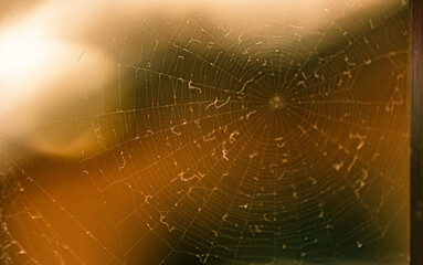 spider web in the morning