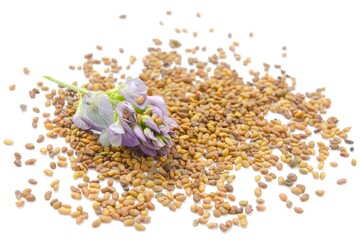 Wall Mural - Alfalfa plant with blue flowers and seeds. Medicago sativa plant blue blossom. Alfalfa seeds and fresh alfalfa flowers isolated on white background.