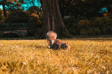 Poster - Beautiful shot of a brown squirrel in the fields