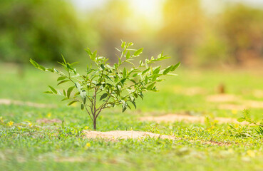 
Trees that grow in the middle of the field with the evening light