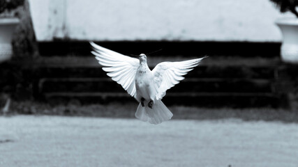 Black and white photograph of a pigeon 