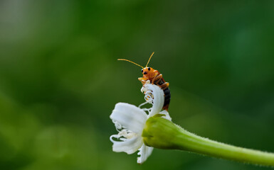 Wall Mural - A little orange bug on a plant part