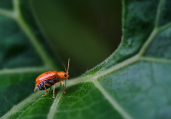 Wall Mural - A little orange bug on a plant part