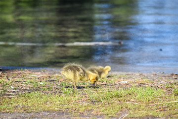 baby gosling