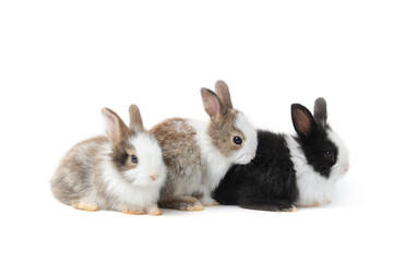 Wall Mural - Group of adorable fluffy rabbits on white background, portrait of three cute bunny pet animal