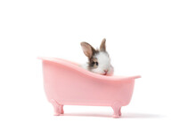 Adorable Fluffy Rabbit Bathing And Relaxing In Pink Bath Tub On White Background, Cute Bunny Pet Animal Concept