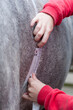 Close up shot of a horse being weighed using a weigh tape.