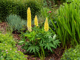 Beautiful yellow lupin plant, Lupinus Chandelier, flowering in a garden