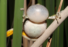 Funny Photo Of A Calling Gray Treefrog. The Frog's Vocal Sac Is Inflated, Hiding His Head. The Frog Is Clinging To Cattails, And Viewed From His Belly. 