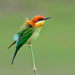 chestnut headed bee eater