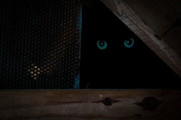 Sticker - Green eyes of a black cat in the darkness behind the wooden fence