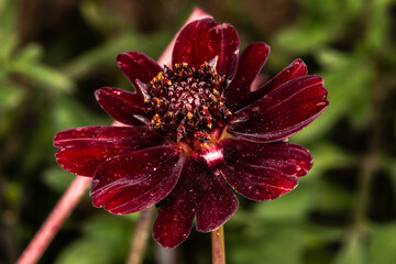 chocolate cosmos (cosmos atrosanguineus)