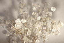 Artistic Photographs Of The Lunaria Plant, Silver Plant, Ornamental Plant, Photos With Various Shades That Give Each One A Different Personality.