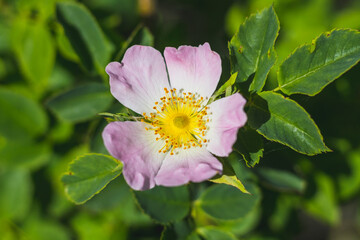 Wall Mural - Rosa canina - dog rose - beautiful single yellow-pink flower and green leaves, close up view