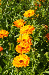 Wall Mural - Calendula officinalis orange double flowers with green leaves vertical