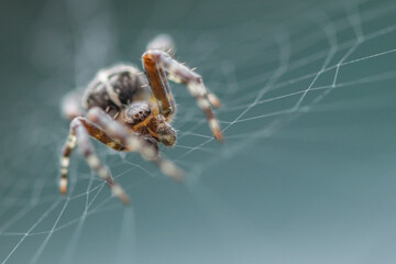 spider on its web