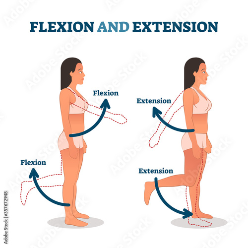Cuadros en Lienzo Flexion and extension vector illustration