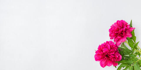 Wall Mural - flat lay composition with red peonies on a white background