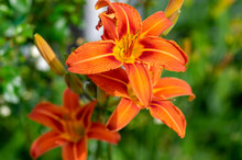 Hemerocallis Fulva Beautiful Orange Plants In Bloom, Ornamental Flowering Daylily Flowers In Natural Parkland