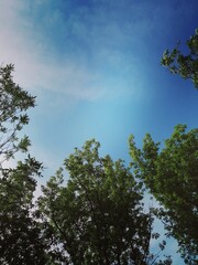 sky and trees