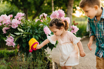 A little boy with his sister watering beautiful pink peony flowers during sunset in the garden and smiling. Agriculture, gardening