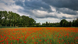 Fototapeta Kwiaty - A beautiful red ploppy field nearby the small place Heeze in the south of The Netherlands.