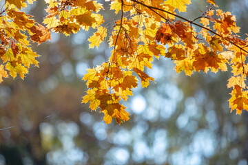 Close up of bright yellow and red maple leaves on fall tree branches with vibrant blurred background in autumn park.