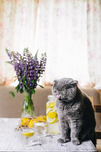 A Gray Cat Sits Next To A Glass Of Cold Lemonade. In The Background, A Jug Filled With Lemons. A Vase With Blue Lupine Flowers Stands In The Background. Homemade Cold Drink. Pets