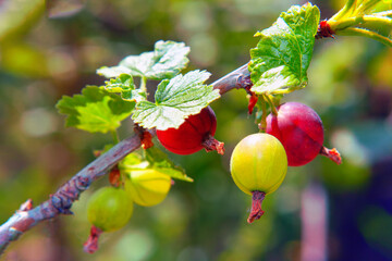 fresh gooseberry growing in the garden