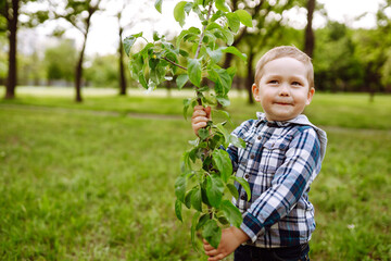 Little child  plants young tree. Fun little gardener. Spring concept, nature and care.