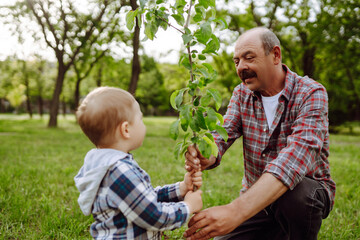 Wall Mural - Little boy helping his grandfather to plant the tree while working together in the garden. Fun little gardener. Spring concept, nature and care.