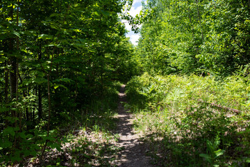 path in the forest