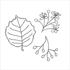 Wall Mural - Vector set of line linden tree elements isolated on white background. Botanical illustration of linden leaf, brunch, flowers, fruits, ament, cone. Black and white clip art.