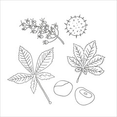 Wall Mural - Vector set of line chestnut tree elements isolated on white background. Botanical illustration of chestnut leaf, brunch, flowers, nuts. Black and white clip art.